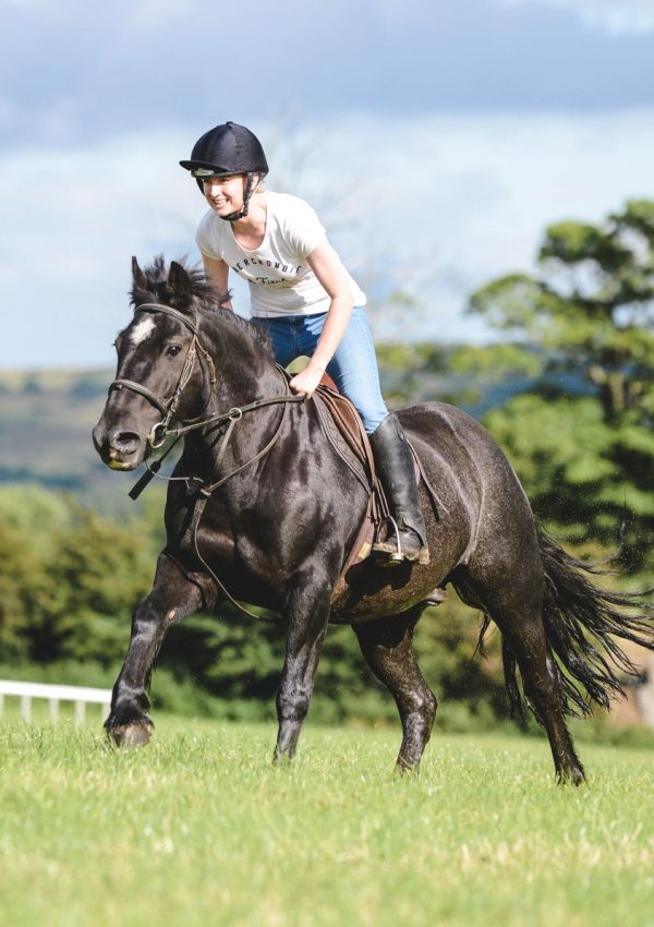 Horse and Pony feeds