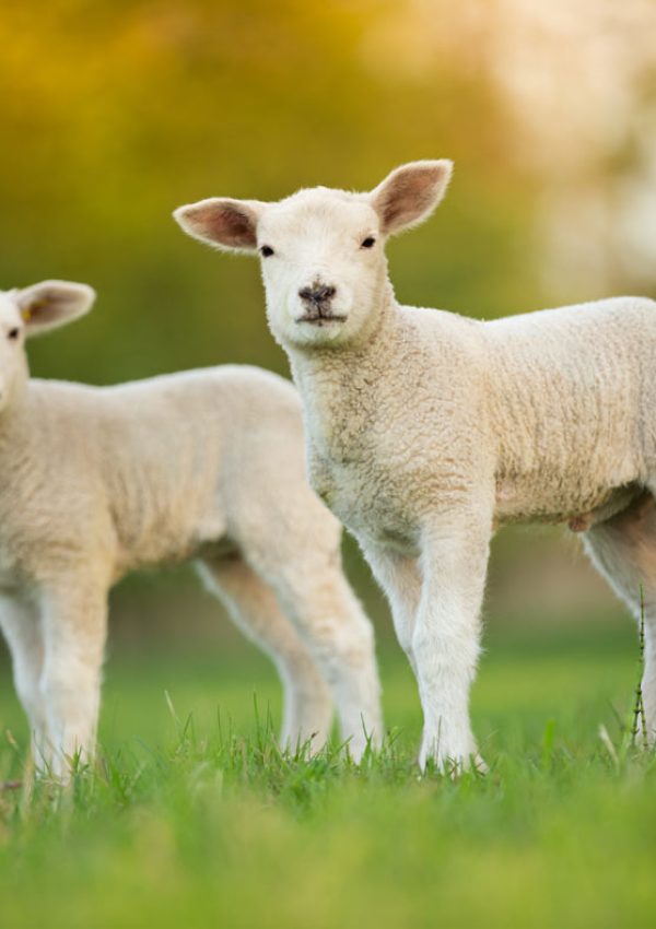 Animal Feeds Sheep and Lamb