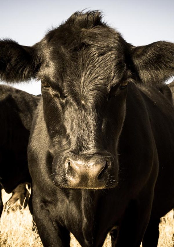 Animal Feeds Grower and Beef