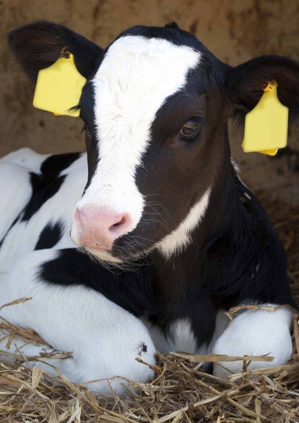 Rocket Fuel for Calves