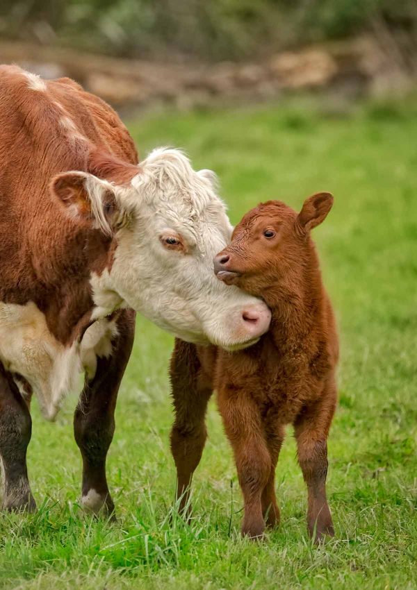 Calf Starter Pencil