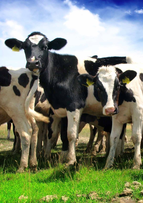 Calf Grower