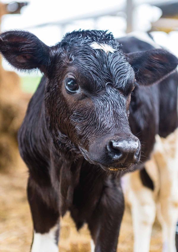Pre Calver animal feed