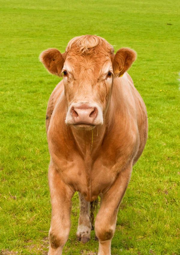 Yellow Bull