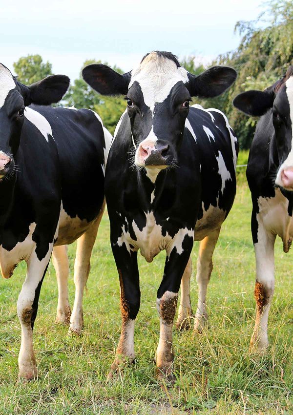 Heifer animal feed