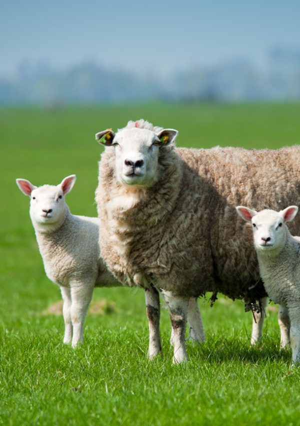 sheep