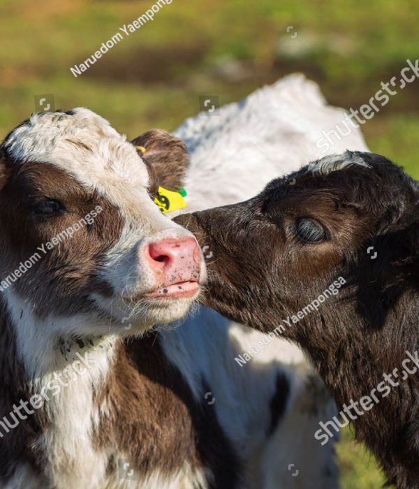stock-photo-adorable-calf-licking-other-calf-s-ear-541958545-2