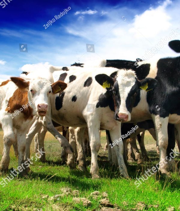 stock-photo-calves-on-the-field-143016412-1