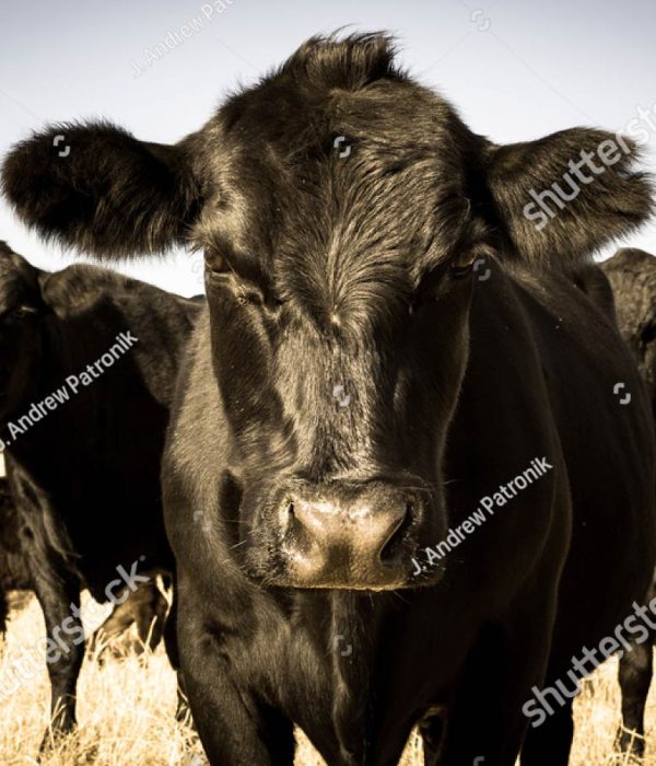 stock-photo-cows-641910286-2