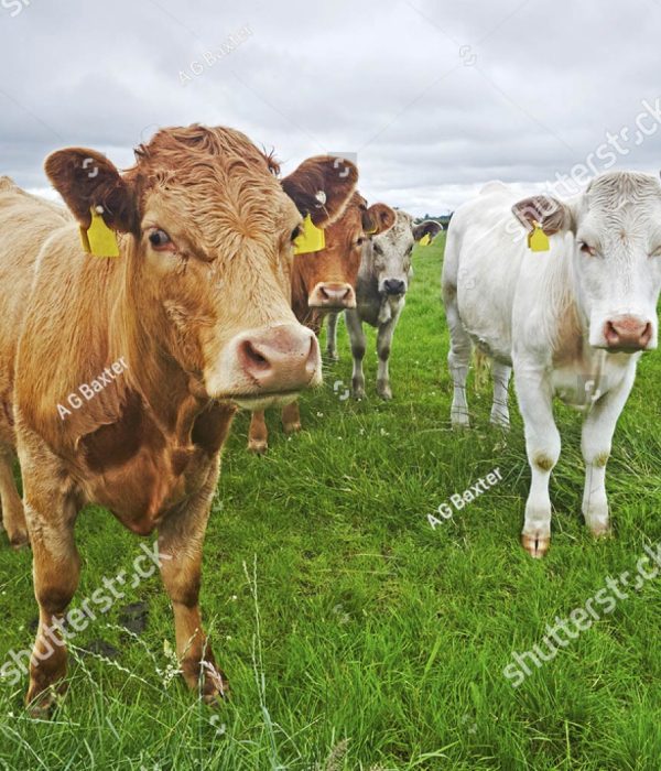 stock-photo-cows-in-green-field-in-county-mayo-ireland-685311043-1