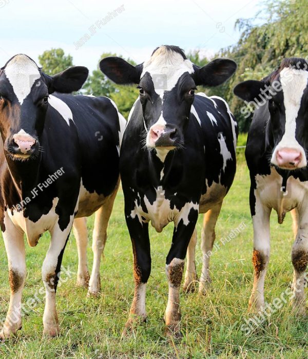 stock-photo-happy-cows-679080211-2