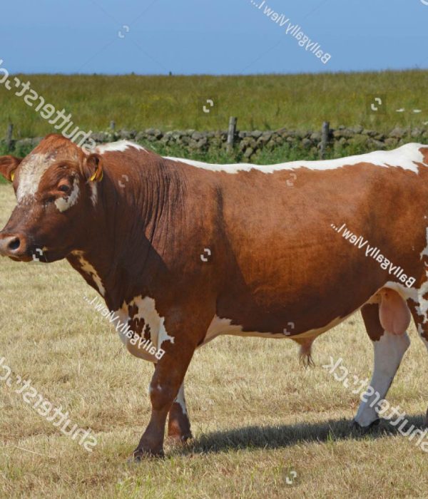 stock-photo-irish-moiled-cattle-in-a-field-on-a-farm-in-co-antrim-northern-ireland-1412406383-2-flip